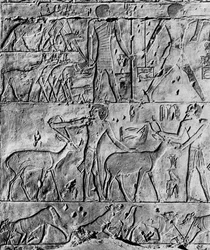 Uma cena de caça do túmulo de Ptahhotep, perto de Saqqara, Egito, c2650 aC 1936