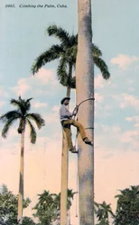 Um homem escalando uma palmeira, Cuba, 1911