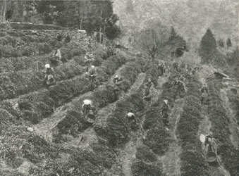 Uma plantação de chá fora da cidade, Kobe, Japão, 1895.