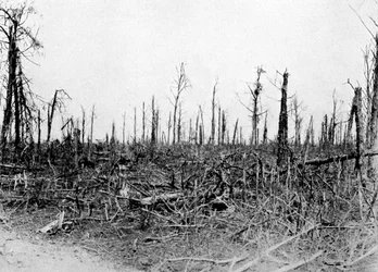 Uma madeira na área de Somme, França, 1916, c1920