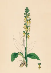 Aceras anthropophora. Homem Orchis, século XIX