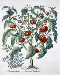 Plantas africanas de tomate e manjerona, 1613