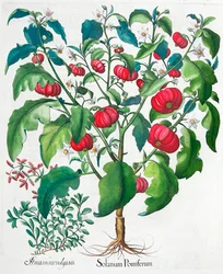 Plantas africanas de tomate e manjerona, 1613