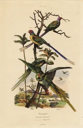 Periquito Alexandrino, Psittacula eupatria, Psittacula longicauda Perruche d