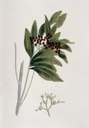 Pimenta da Jamaica, 1823