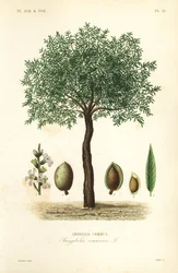 Amendoeira, Prunus dulcis, Amandier commun