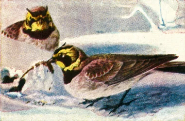 Cotovias alpinas, c1928.