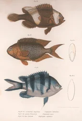 Amphiprion bifasciatus. Pomacentris pavo. Glifisodo, c.1850s