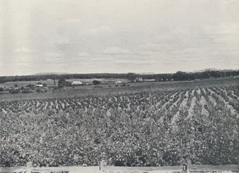 Um vinhedo australiano, 1923.