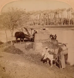 Um Sakiyeh egípcio, Água do Nilo para irrigação, Egito, 1896