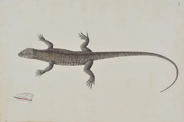 Um lagarto indiano Bish-Copra, ca. 1790.