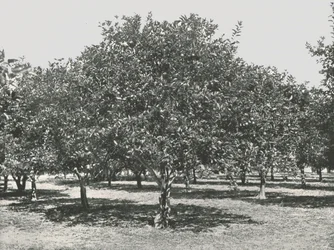 Um bosque de laranja perto da cidade, Santo Agostinho, EUA, 1895.