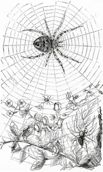Uma aranha orbital ou um araneóide.
