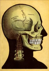 Gráfico anatômico, a cabeça
