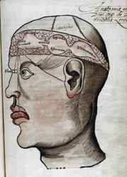 Anatomia do século XVI: secção transversal do cérebro, para o estudo da localização das diferentes funções cerebrais e dos órgãos relacionados da cabeça