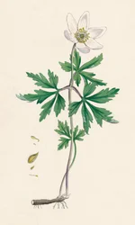 Anêmona nemorosa. Anêmona de madeira, século XIX