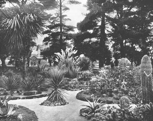 Arizona Garden, Monterey, Califórnia, EUA, c1900.