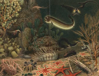 Artistas impressão de cena do fundo do mar com peixes luminosos, 1903