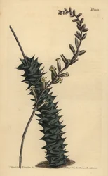 Astroloba foliolosa (Aloe foliolosa de folhas pequenas, Aloe foliolosa)