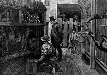 Em Jamrachs, Londres, 1887