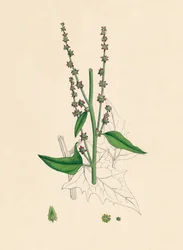 Atriplex Smithii. Smiths Orache, século XIX