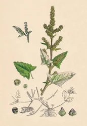 Atriplex deltoidea. Orache com folhas triangulares, século XIX