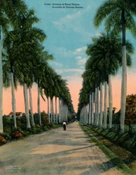 Avenida das palmas reais, Cuba, c1920