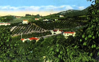 Abacateiros, San Diego, Califórnia, EUA, c1900s