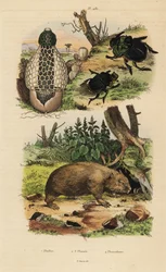 Fungo bambu, Phallus indusiatus 1, escaravelho de excrementos, Coprophanaeus ensifer 2 e Diabroctis mimas 3, e vombato-comum, Vombatus ursinus 4