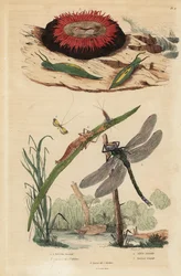 Caracol-bolha, Acteon tormatilis 1, anémona de bétula, Actinia equina 2, corno comprido com barra amarela, Nemophora degeerella 3, vómito castanho, Aeshna grandis 4