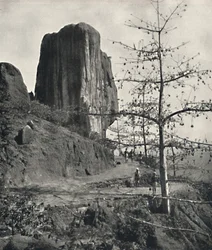 Algodão Bombax malabaricum com sementes maduras, 1926
