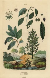 Louro, Laurus nobilis 1, árvore de cânfora, Cinnamomum camphora 2, e sassafrás, Sassafrás albidum 3