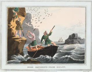 Captura de pássaro de baixo, Ilhas Shetland, 1813