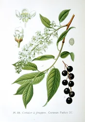 Cereja de pássaro, 1893