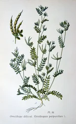 Pé de pássaro, 1893