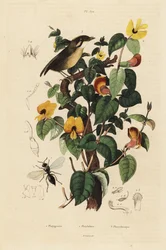 Roçador de bochechas pretas, melanops Conopophaga, feijão doce bonito, formosum Platylobium e vespa Inostemma boscii