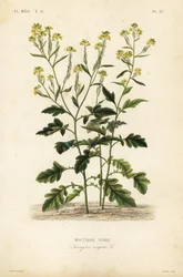 Mostarda preta, Brassica nigra, Sinapis nigra, Moutarde noire