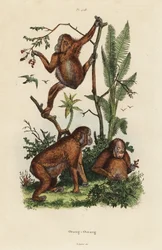 orangotangos borneanos, pongo pygmaeus