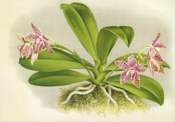 Quadro Botânico/Phalaenopsis luddemanniana/Lindenia