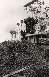 Castanha do Brasil colhida no Vale do Amazonas, c1900s