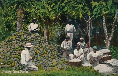 Quebrando o cacau, Trinidad, início do século XX.