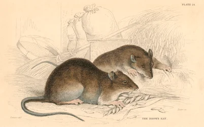 Rato marrom Rattus rattus, 1828