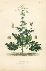 Bugbane ou cohosh, Actaea cimicifuga, Cimicifuga foetida, Cimicaire fetide