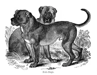 Buldogue, 1848