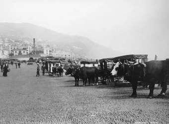 Carruagens de boi, Madeira, Portugal, c1920s-c1930s