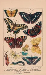 Borboletas, século XIX.