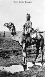 Transporte de cavalaria de camelo, Índia, século XX