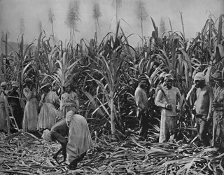 Cortadores de cana na Jamaica, 1891