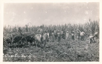 Corte de cana, c1930