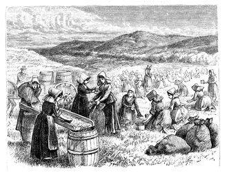 Mulheres de Cape Cod escolhendo e escolhendo Cranberries, 1875